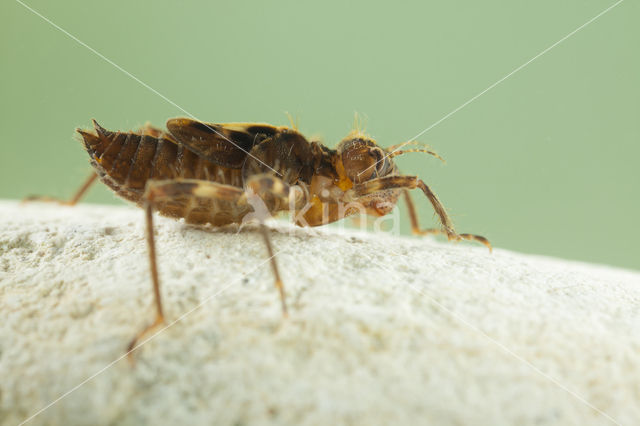 Bronslibel (Oxygastra curtisii)