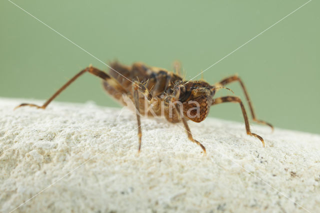 Bronslibel (Oxygastra curtisii)