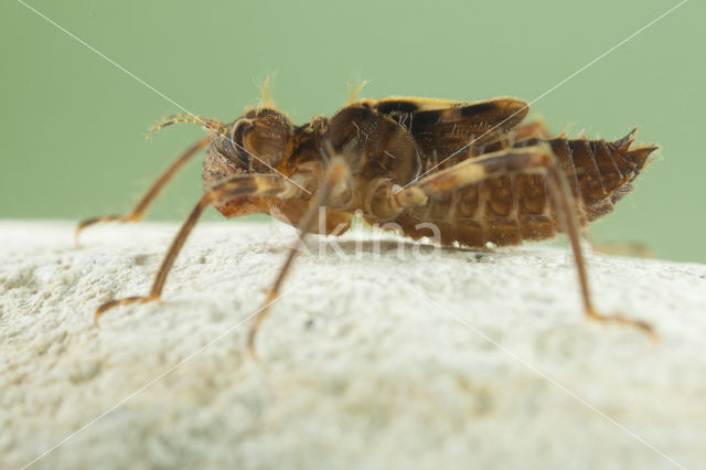 Bronslibel (Oxygastra curtisii)