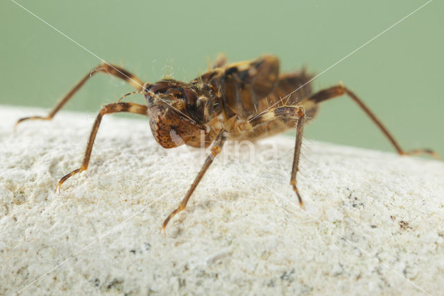 Bronslibel (Oxygastra curtisii)