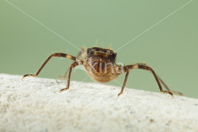 Bronslibel (Oxygastra curtisii)