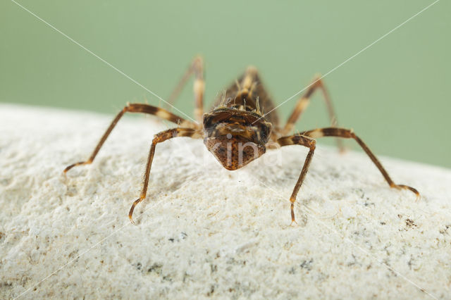 Bronslibel (Oxygastra curtisii)