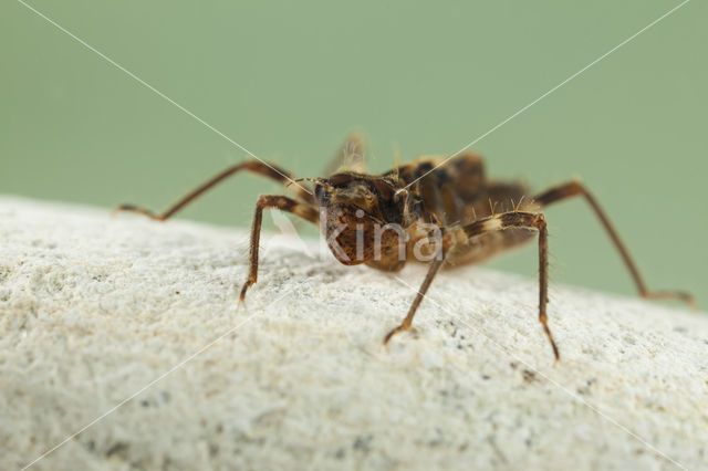 Bronslibel (Oxygastra curtisii)