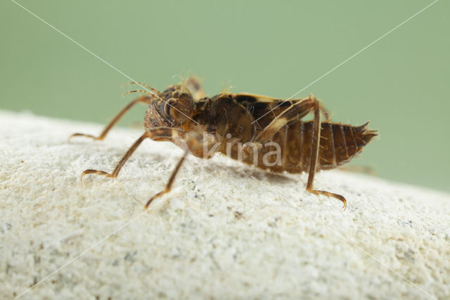 Bronslibel (Oxygastra curtisii)