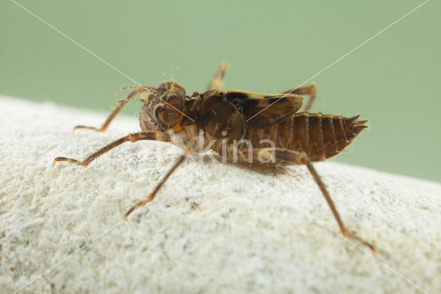 Bronslibel (Oxygastra curtisii)