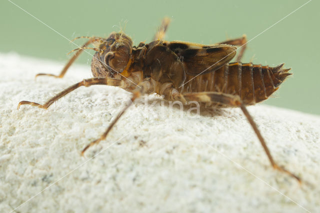 Bronslibel (Oxygastra curtisii)