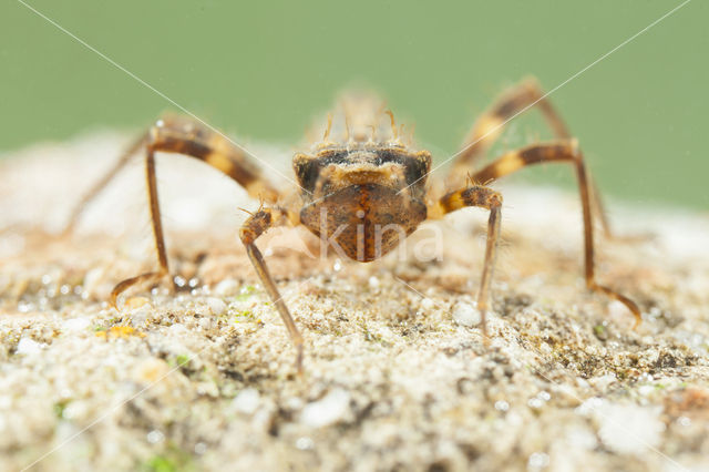 Bronslibel (Oxygastra curtisii)