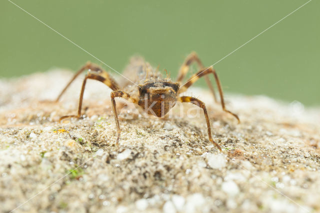 Bronslibel (Oxygastra curtisii)