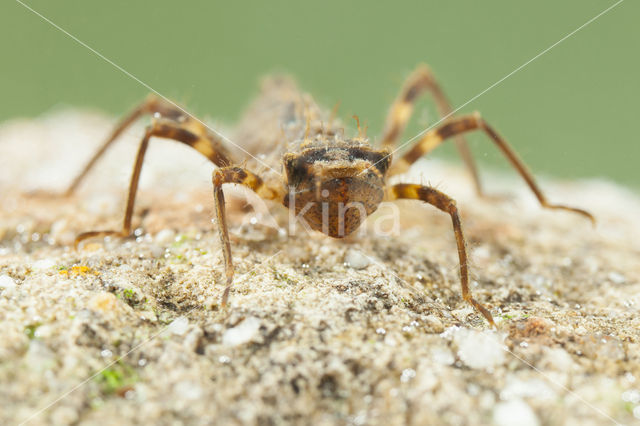 Bronslibel (Oxygastra curtisii)