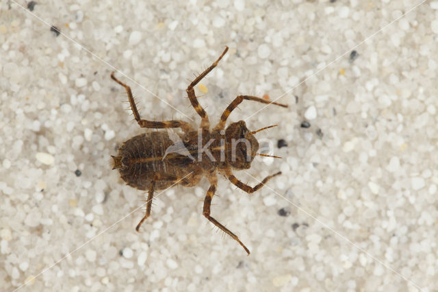 Bronslibel (Oxygastra curtisii)