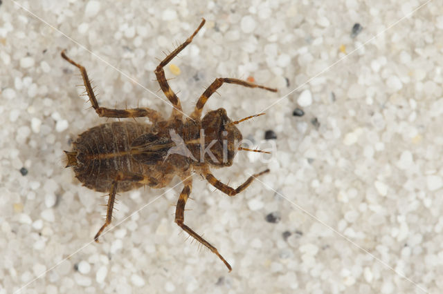 Bronslibel (Oxygastra curtisii)