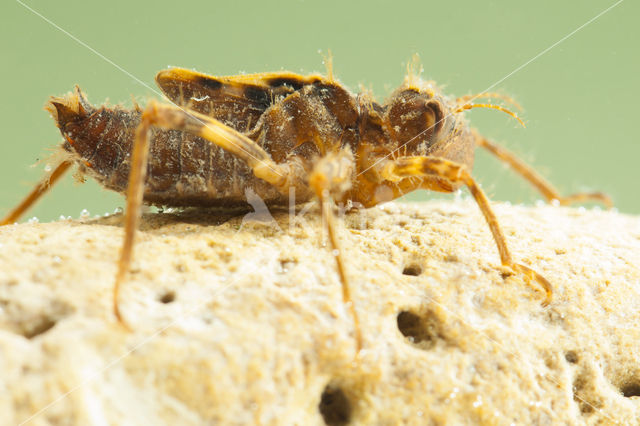 Bronslibel (Oxygastra curtisii)