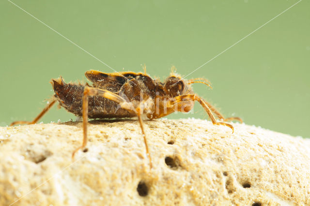 Bronslibel (Oxygastra curtisii)