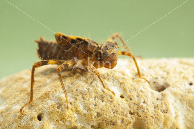 Bronslibel (Oxygastra curtisii)