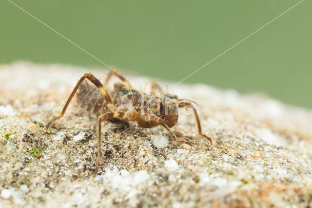 Bronslibel (Oxygastra curtisii)