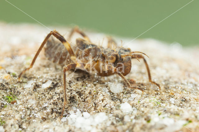 Bronslibel (Oxygastra curtisii)