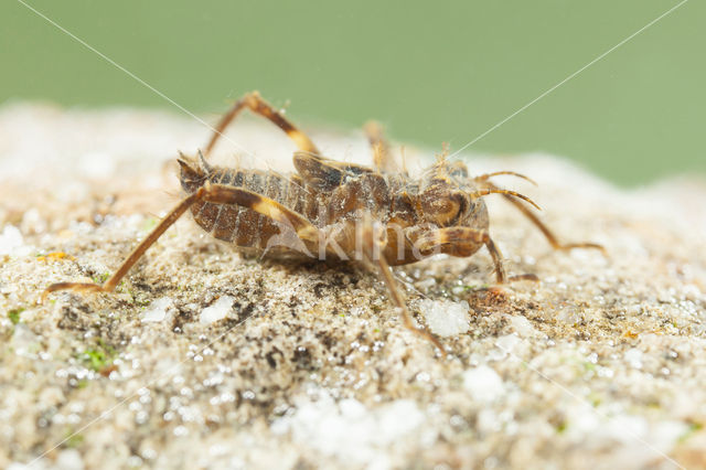 Bronslibel (Oxygastra curtisii)