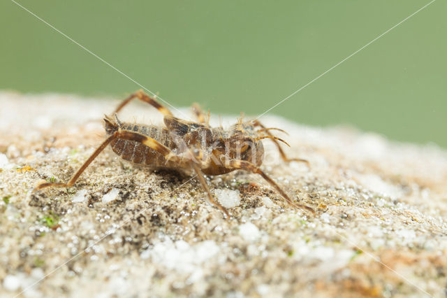 Bronslibel (Oxygastra curtisii)