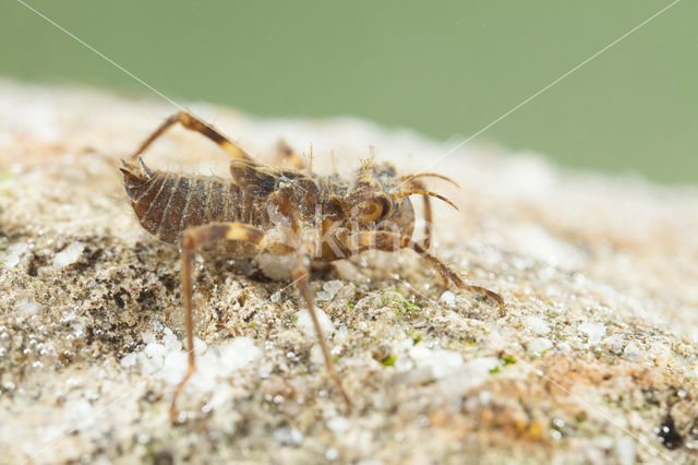 Bronslibel (Oxygastra curtisii)