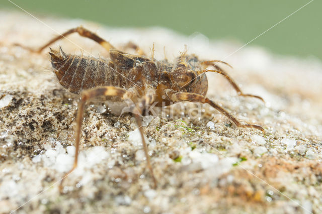 Bronslibel (Oxygastra curtisii)