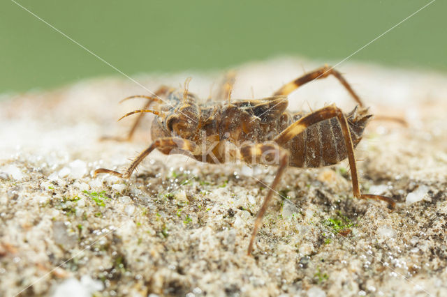 Bronslibel (Oxygastra curtisii)