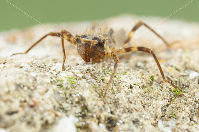 Bronslibel (Oxygastra curtisii)