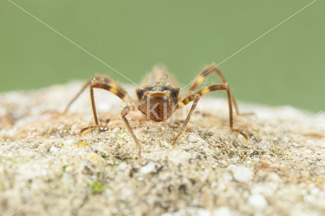 Bronslibel (Oxygastra curtisii)