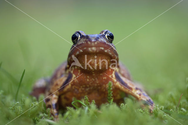 Bruine kikker (Rana temporaria)