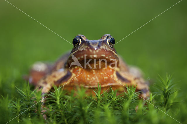 Bruine kikker (Rana temporaria)