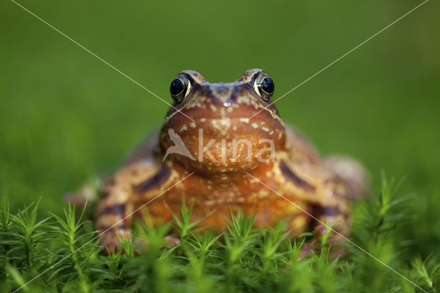 Bruine kikker (Rana temporaria)