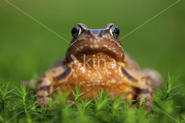 Bruine kikker (Rana temporaria)