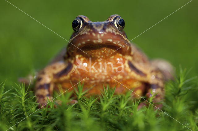 Bruine kikker (Rana temporaria)