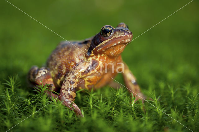 Bruine kikker (Rana temporaria)