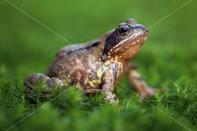 Bruine kikker (Rana temporaria)