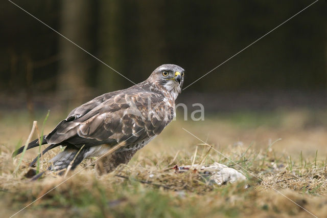 Buizerd (Buteo buteo)