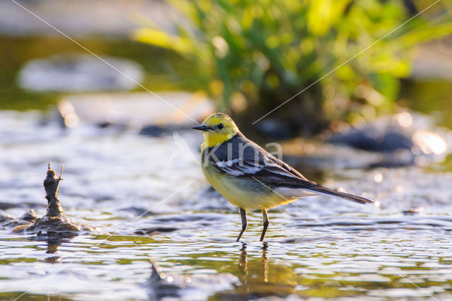 Citroenkwikstaart (Motacilla citreola)