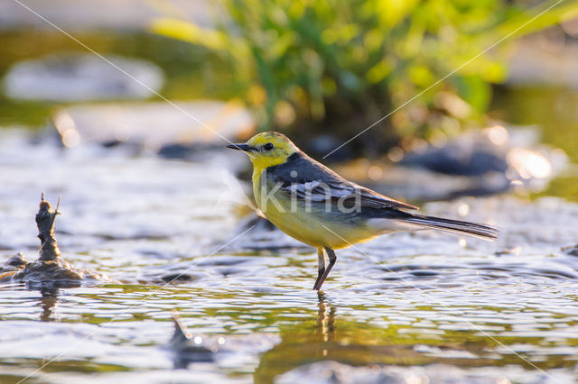 Citroenkwikstaart (Motacilla citreola)