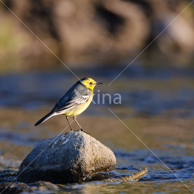 Citroenkwikstaart (Motacilla citreola)