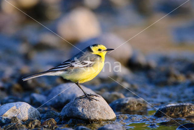 Citroenkwikstaart (Motacilla citreola)