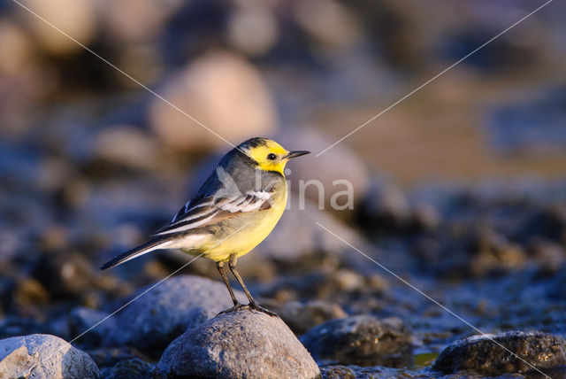 Citroenkwikstaart (Motacilla citreola)