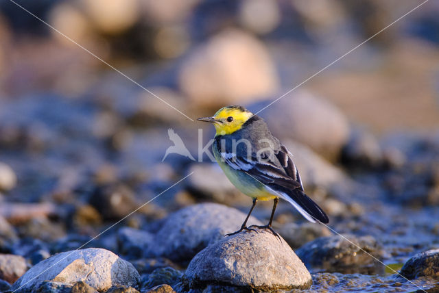 Citroenkwikstaart (Motacilla citreola)