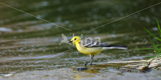 Citroenkwikstaart (Motacilla citreola)