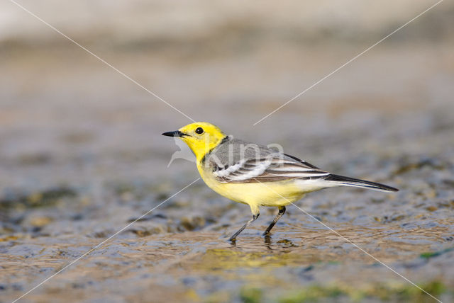 Citroenkwikstaart (Motacilla citreola)