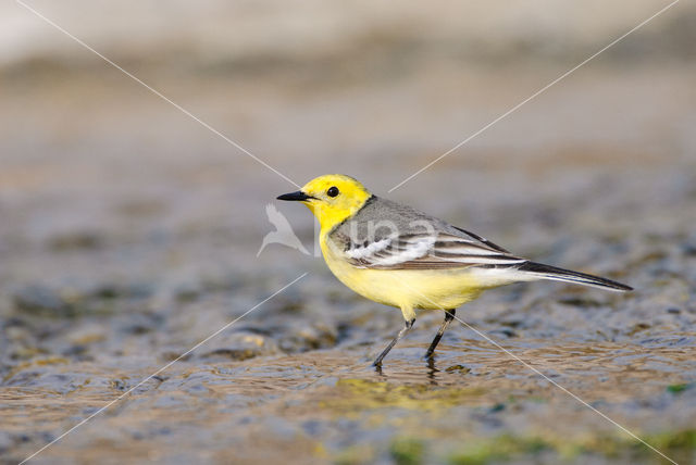 Citroenkwikstaart (Motacilla citreola)