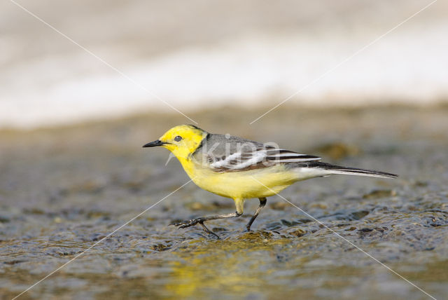 Citroenkwikstaart (Motacilla citreola)