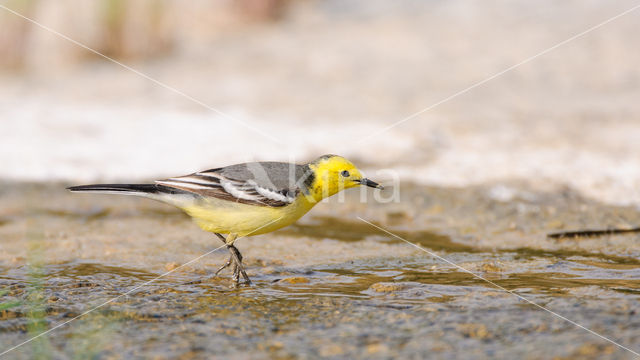 Citroenkwikstaart (Motacilla citreola)