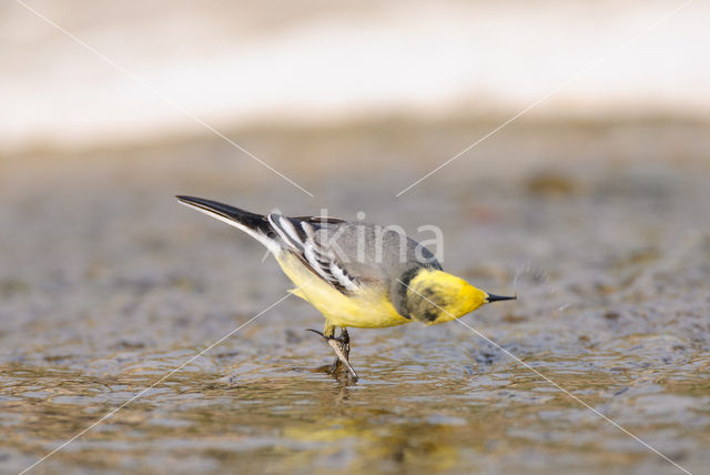 Citroenkwikstaart (Motacilla citreola)