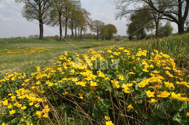 Marsh Marigold (Caltha palustris)