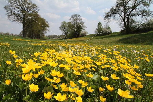 Dotterbloem (Caltha palustris)