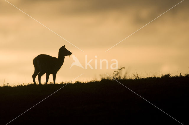 Edelhert (Cervus elaphus)